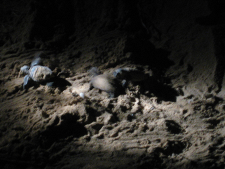 IMG_1264