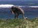 bartons south africa 118